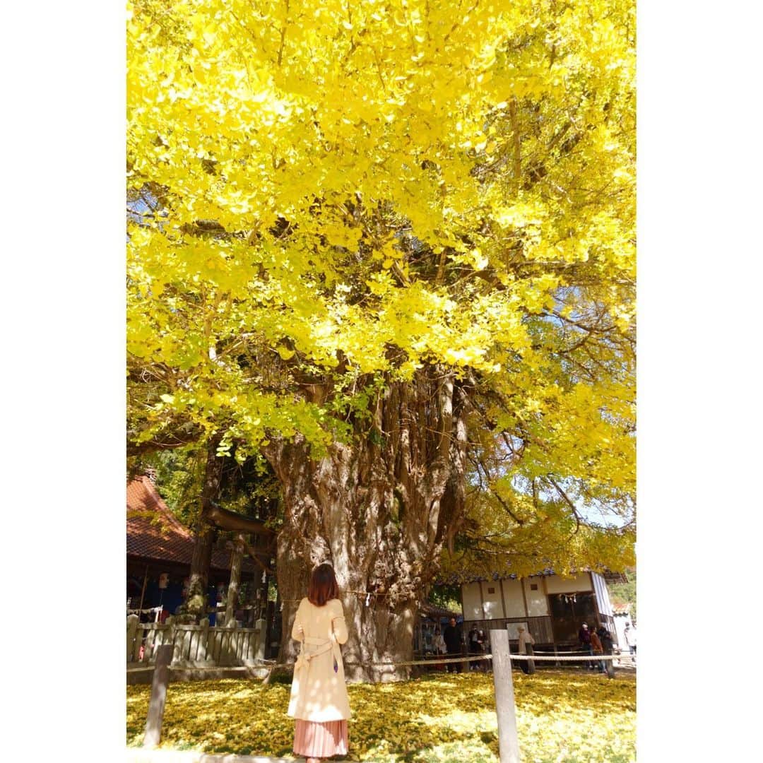 清水のぶよさんのインスタグラム写真 - (清水のぶよInstagram)「， どっしりとこの地に根を張り 何年も人々を見守り続けているその姿から 大きく包み込むような優しさを感じました✨ ， #筒賀の大銀杏 #筒賀の大イチョウ  #黄色い絨毯 #紅葉 #紅葉狩り  #秋 #日本 #美しい #日本の風景  #美しい日本の風景」11月16日 8時10分 - meika_shimizu