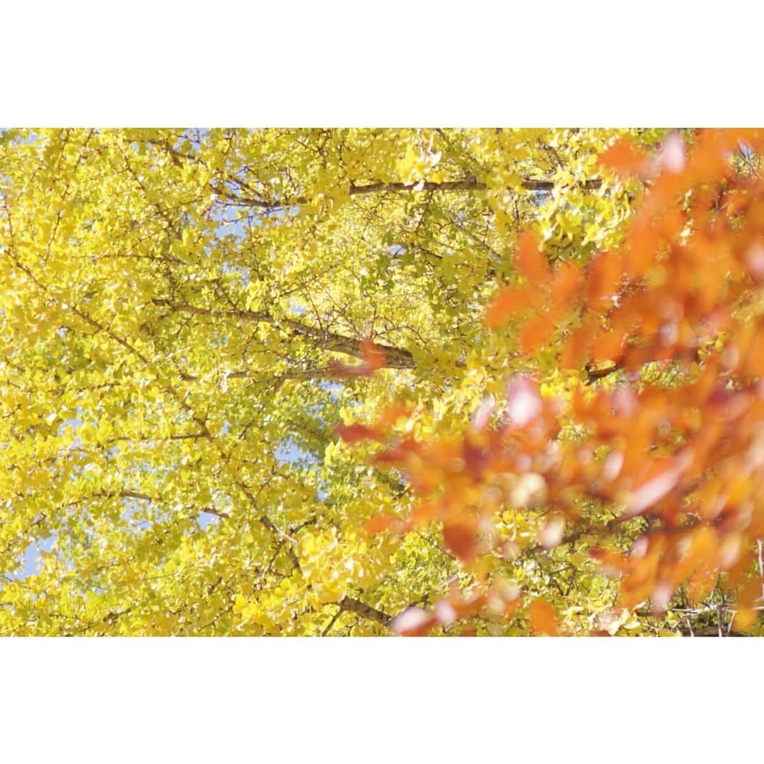 清水のぶよさんのインスタグラム写真 - (清水のぶよInstagram)「， どっしりとこの地に根を張り 何年も人々を見守り続けているその姿から 大きく包み込むような優しさを感じました✨ ， #筒賀の大銀杏 #筒賀の大イチョウ  #黄色い絨毯 #紅葉 #紅葉狩り  #秋 #日本 #美しい #日本の風景  #美しい日本の風景」11月16日 8時10分 - meika_shimizu