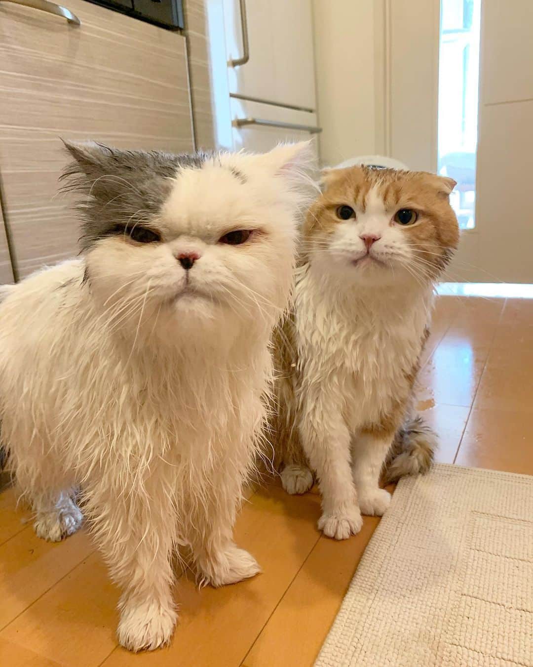 chiitarou_97のインスタグラム：「. 土曜日にふたりの足裏バリカン （なゆちゃんはからだも少し）をして 久しぶりにシャンプーをしました🐈🐈🚿 . .」