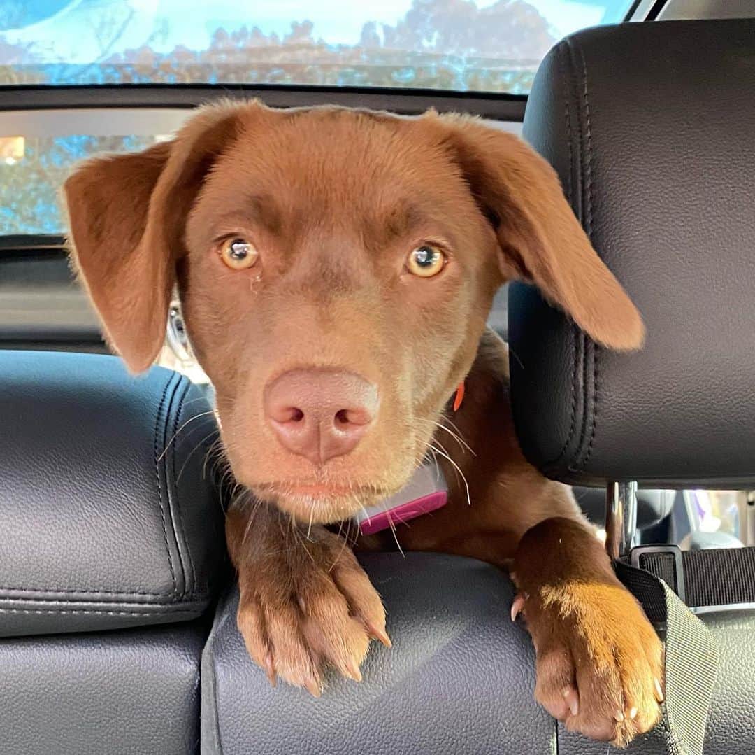 ボビー・ブラウンのインスタグラム：「Lighting is everything even with dogs. Here’s my #pippa 5.5 months @redrockrescueinc #sameday」