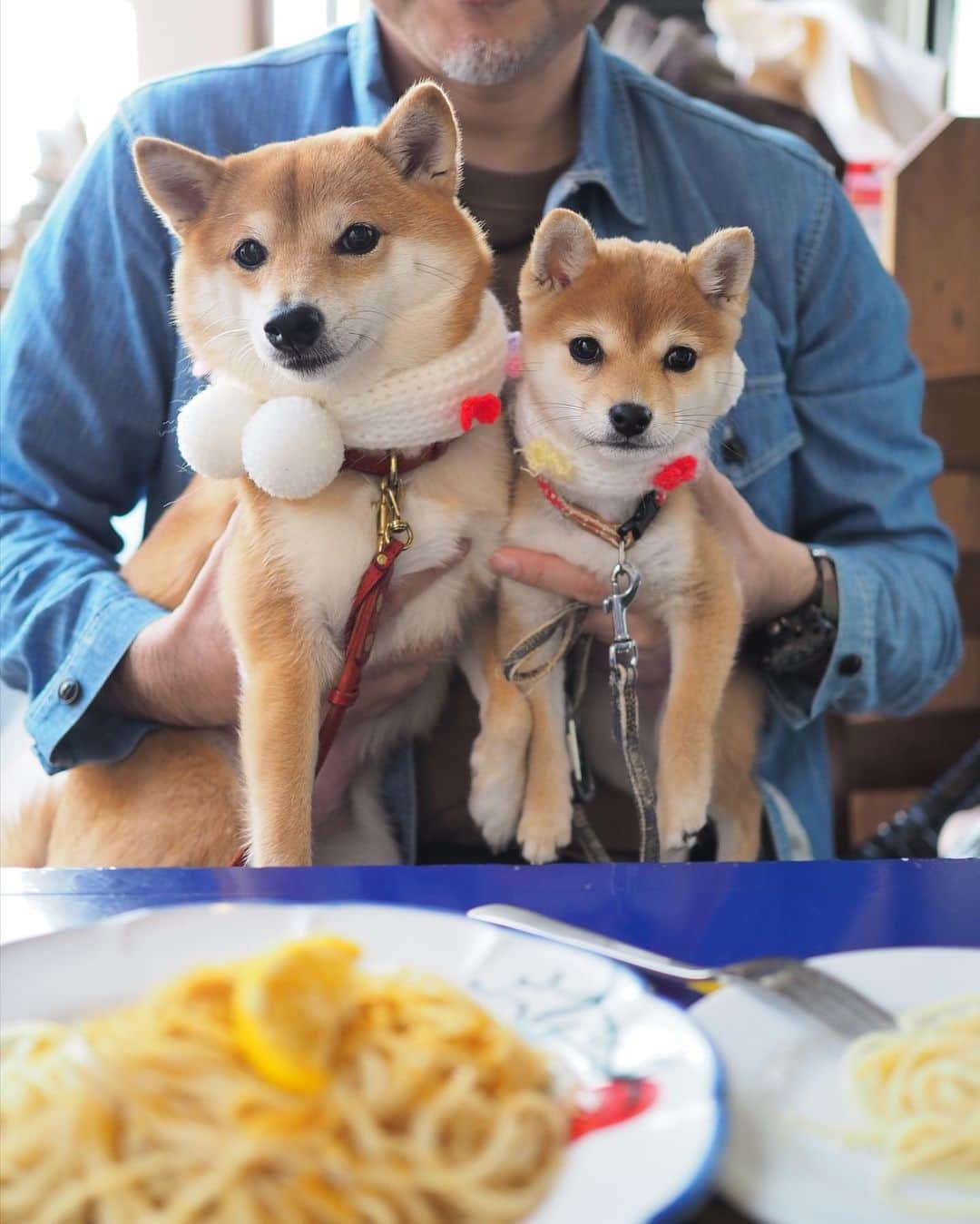 豆柴にこちゃんさんのインスタグラム写真 - (豆柴にこちゃんInstagram)「🐶 おはよー 昨日の吉祥寺散歩つづき。  ①-④ ランチ。変なおじさんを踊らされるたまと、 リアルおじさん。  ⑤〜⑦ actusの前でママの買い物を待つ人たち。 最後のたまは、ポケモンの　#イーブイ ぽい。  つづく  #柴犬#豆柴#pecoいぬ部#犬#shibastagram#petstagram#犬#犬のいる暮らし#shibainu#dog#mameshiba#pecotv#いぬのきもち部#しばいぬ#しばけん#こいぬ#シバイヌ#狗#ペット#子犬#puppy#pet#시바견#강아지#개#instacute#barked#9gag#9gagpets」11月16日 8時26分 - nikochan.mame48