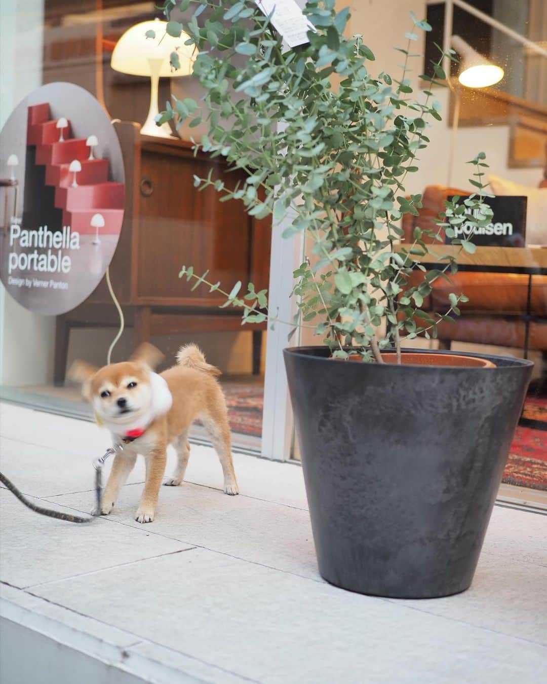 豆柴にこちゃんさんのインスタグラム写真 - (豆柴にこちゃんInstagram)「🐶 おはよー 昨日の吉祥寺散歩つづき。  ①-④ ランチ。変なおじさんを踊らされるたまと、 リアルおじさん。  ⑤〜⑦ actusの前でママの買い物を待つ人たち。 最後のたまは、ポケモンの　#イーブイ ぽい。  つづく  #柴犬#豆柴#pecoいぬ部#犬#shibastagram#petstagram#犬#犬のいる暮らし#shibainu#dog#mameshiba#pecotv#いぬのきもち部#しばいぬ#しばけん#こいぬ#シバイヌ#狗#ペット#子犬#puppy#pet#시바견#강아지#개#instacute#barked#9gag#9gagpets」11月16日 8時26分 - nikochan.mame48