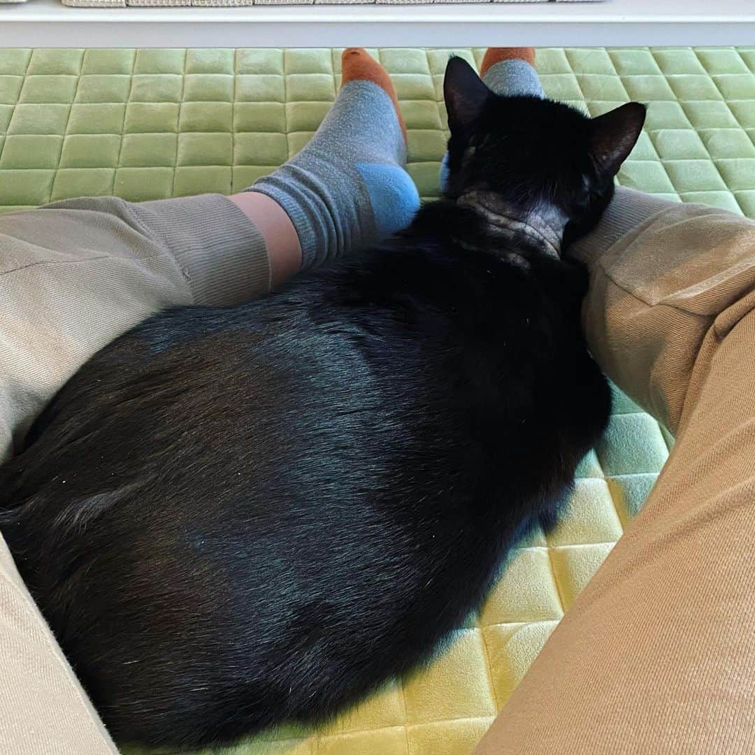 ゆたこさんのインスタグラム写真 - (ゆたこInstagram)「足が痺れてきました💦  首のおハゲは、ほんの少し毛が生えてきて、うっすら黒くなってきました。 まだ時間がかかりそうだね…|ू･ω･` )  #あまえんぼう猫  #でもおまたはぽかぽか  #野良猫保護 #元野良猫 #保護猫 #黒猫のソネちゃん #家猫修行中 #人馴れ修行中 #猫慣れ修行中 #なでなで #ねこすたぐらむ  #にゃんすたぐらむ #猫のいる暮らし #ねこ #地域猫 #さくらみみ #地域猫活動にご理解を #猫嫌いな人のために #TNR」11月16日 8時27分 - yutako55