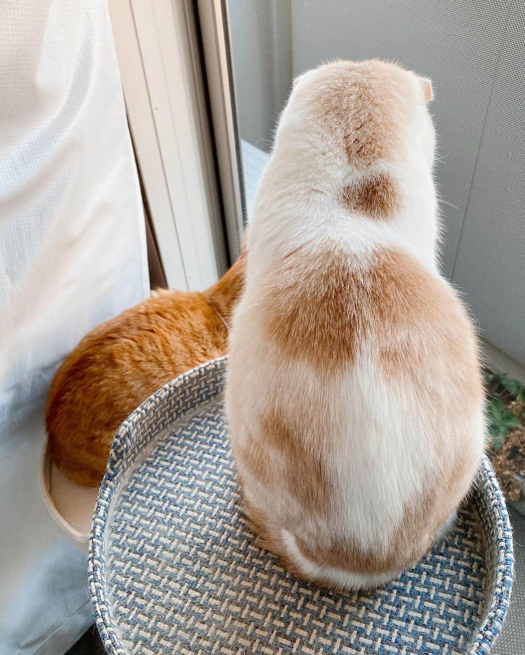 はなぼくろきなこさんのインスタグラム写真 - (はなぼくろきなこInstagram)「今朝の窓辺🌷 朝の空気はひんやりするけど、気持ちいいね☺️  #はなきな #窓辺のきなもな #おはようきなちょ #きなもな #にゃんこ  #スコティッシュフォールド #猫  #猫のいる暮らし #😻　#みんねこ　#ねこすたぐらむ」11月16日 8時37分 - hanabokurokinako