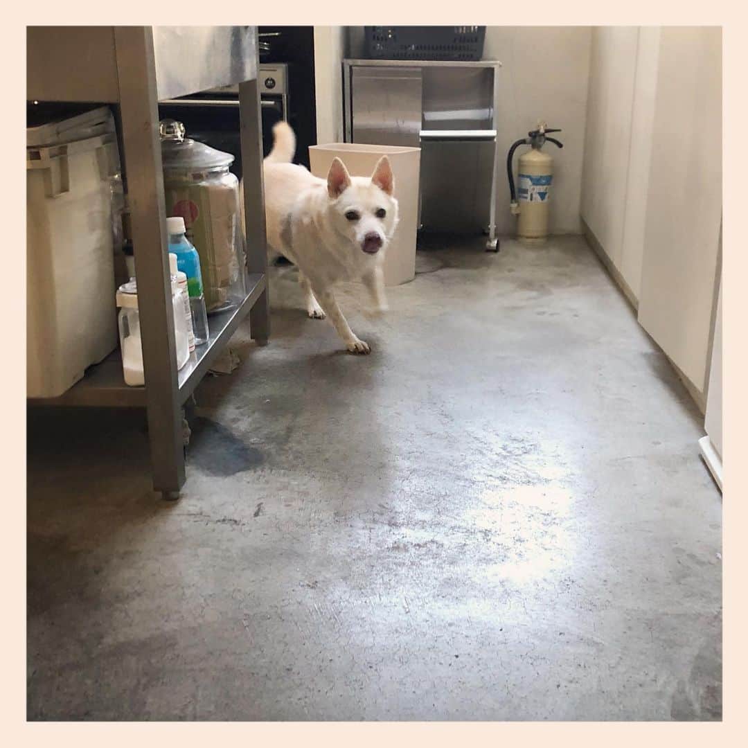 パンといっぴきのインスタグラム：「おはようございます💨  #元保護犬 #雑種犬 #crossbreed #mixdog #キップル14歳 #走る犬」