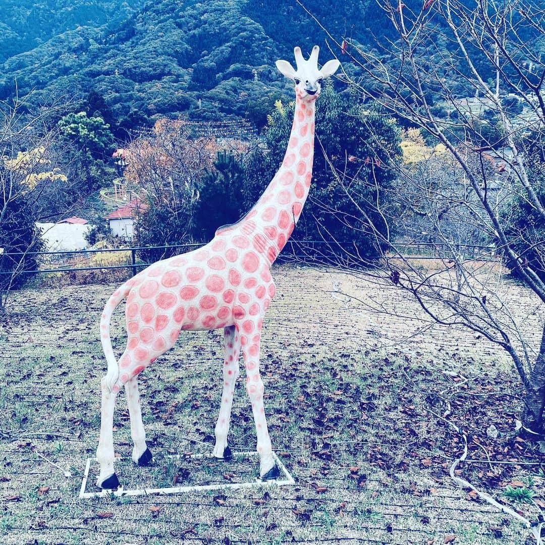 中野敬久さんのインスタグラム写真 - (中野敬久Instagram)「#giraffe #suburb #sagamiko #hope #park」11月16日 8時35分 - hirohisanakano