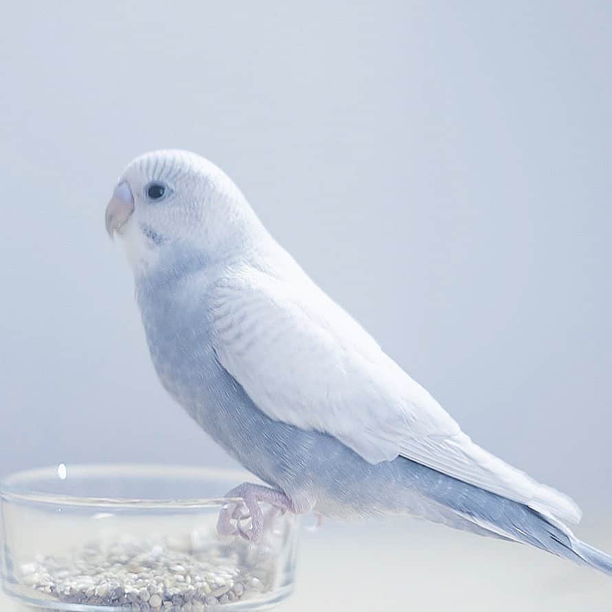 masa_sunのインスタグラム：「NooooooO!! . . . . 放鳥時にあやまって扉にぶつかってしまい ケガさせてしまいました。。 . 羽の納まりがおかしかったので、すぐ病院に。。 . 捻挫でした。。 . 折れてなくって本当によかった😭 . しばらくゲージで安静に🕊」