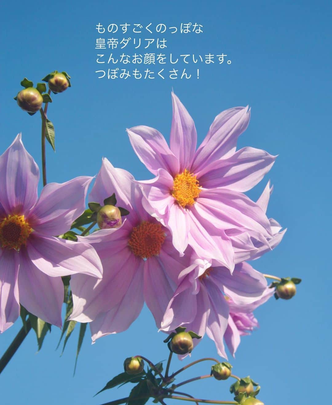 雑誌『花時間』さんのインスタグラム写真 - (雑誌『花時間』Instagram)「おはようございます。﻿ ﻿ 今日も雲ひとつない青空。﻿ ﻿ この時期、空を見上げると出会える花があります。﻿ ﻿ 皇帝ダリア。﻿ ﻿ 太い茎がすくすくと生長し、高いものでは5、6メートルものご立派な草丈になります。﻿ ﻿ 秋のすべての花々を見守るかのような威武堂々たる姿は、まさに皇帝。  「皆の者、しっかり咲いて、人々を喜ばせるがよい。えっへん」てな感じ？（笑）﻿ ﻿ この写真は昨年の11月9日に撮ったものなので、お近くでも咲いているかもしれませんね。﻿ ﻿ 見上げた空に咲く花。﻿ ﻿ そして、青空を見ると﻿ 今日も頑張ろうと﻿ 勇気が湧き上がります。﻿ ﻿ なお、のっぽな皇帝ダリアですが、幾度か切り戻しをすれば、花を鑑賞しやすい高さに仕立てることができるそうです。﻿ ﻿ では、今週も空を見上げながら、元気smile😊😊😊で頑張りましょう！  by ピーターパン﻿ ﻿ ﻿ #flowers #flowerslovers #flowerstagram #flowerarrangement  #花時間 #花時間2020 #花好き #花藝 #花好きな人と繋がりたい #花が好きな人と繋がりたい #花のある生活 #花のある暮らし #花を飾る #花を飾る生活  #皇帝ダリア  #ダリアが好き  #ダリア #秋の花 #花散歩  #花散歩🚶‍♀️🌸 #きれいな空  #青空が好き #dahlia  #dahliaimperialis  #ビタミンf  #花屋さんへ行こう  ﻿ ﻿」11月16日 9時47分 - hanajikan_magazine