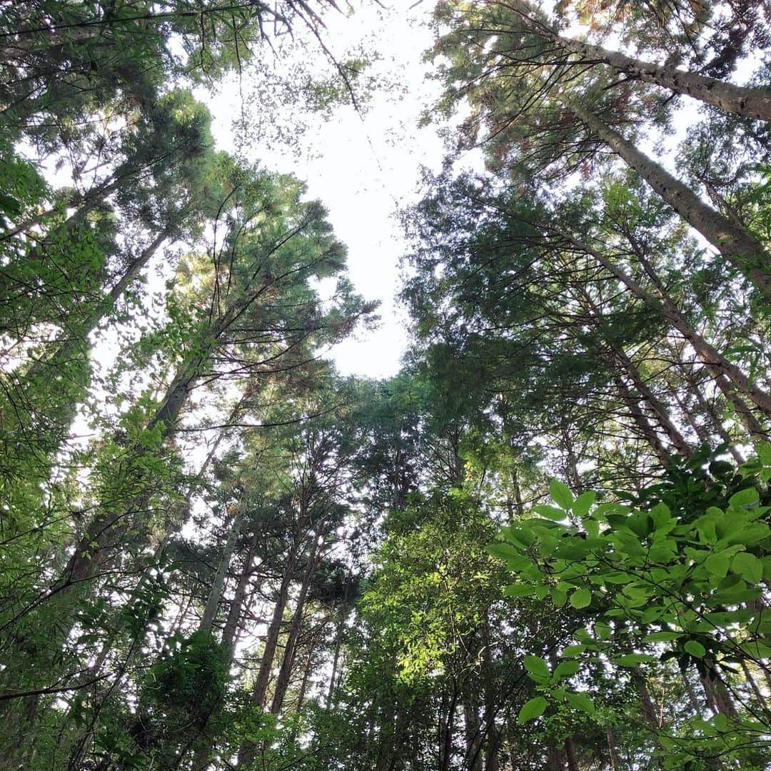 REINAさんのインスタグラム写真 - (REINAInstagram)「🌳 山道を歩いていくと ジブリの世界みたいな洞窟🌳 . 車は入れなくて、徒歩とかバイクなら行ける洞窟だったのー！ ジブリ大好きだから、こういう所好きなんですー🤤❤️  . . . #月崎トンネル #千葉 #ドライブ #ジブリの世界 #山 #山道 #トンネル #休日 #時間差投稿 #過去pic」11月16日 9時48分 - reina_partyon