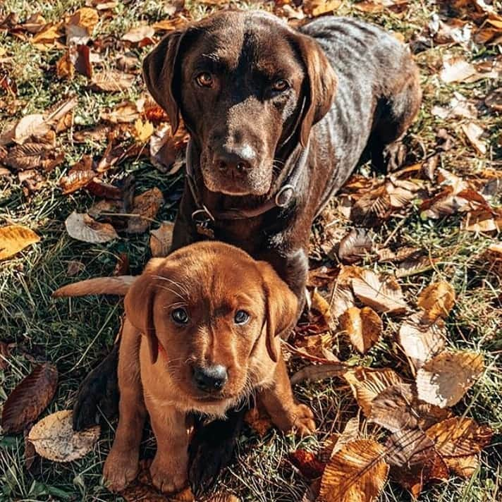 World of Labradors!さんのインスタグラム写真 - (World of Labradors!Instagram)「Meet Milka and Toffee! - @milkandtoffee @karo」11月16日 10時10分 - worldoflabs