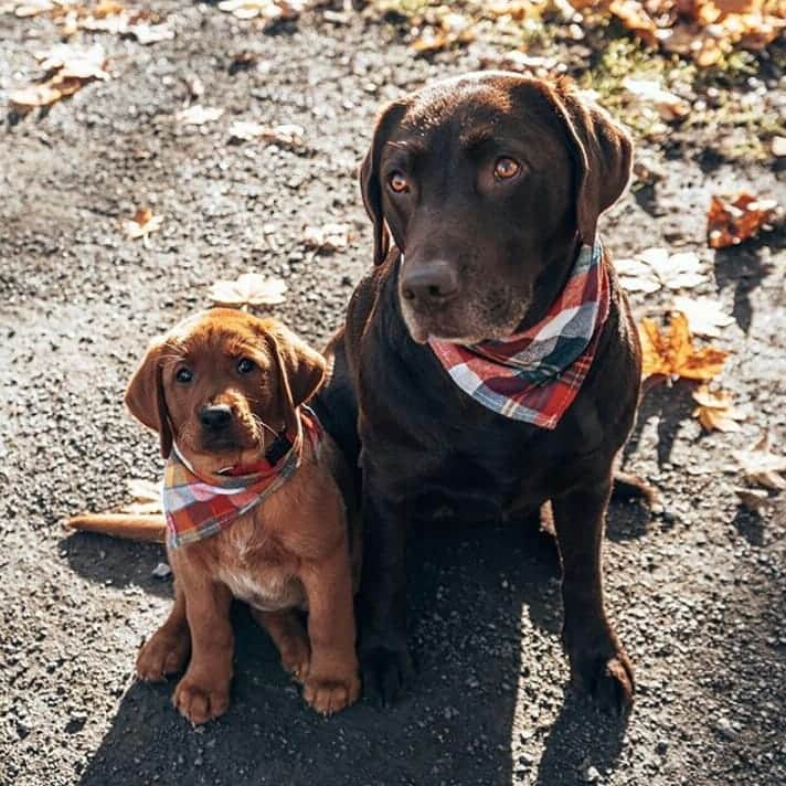 World of Labradors!さんのインスタグラム写真 - (World of Labradors!Instagram)「Meet Milka and Toffee! - @milkandtoffee @karo」11月16日 10時10分 - worldoflabs