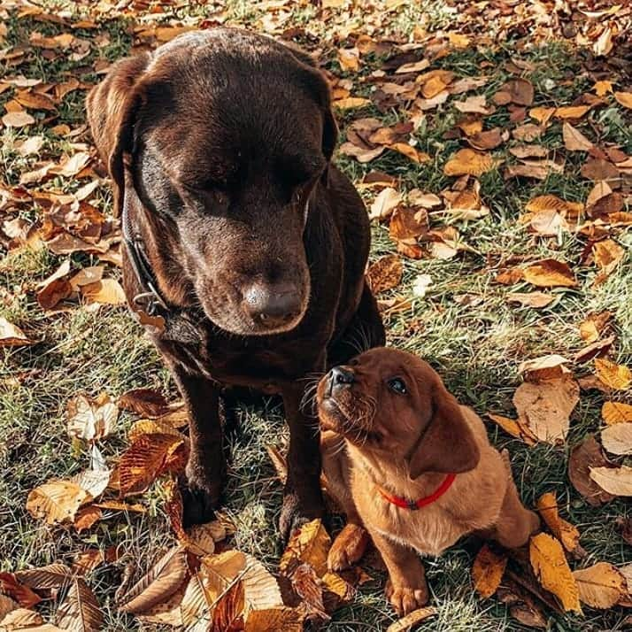 World of Labradors!さんのインスタグラム写真 - (World of Labradors!Instagram)「Meet Milka and Toffee! - @milkandtoffee @karo」11月16日 10時10分 - worldoflabs