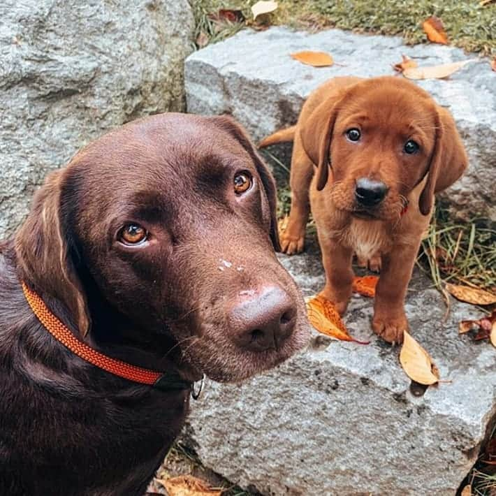 World of Labradors!さんのインスタグラム写真 - (World of Labradors!Instagram)「Meet Milka and Toffee! - @milkandtoffee @karo」11月16日 10時10分 - worldoflabs