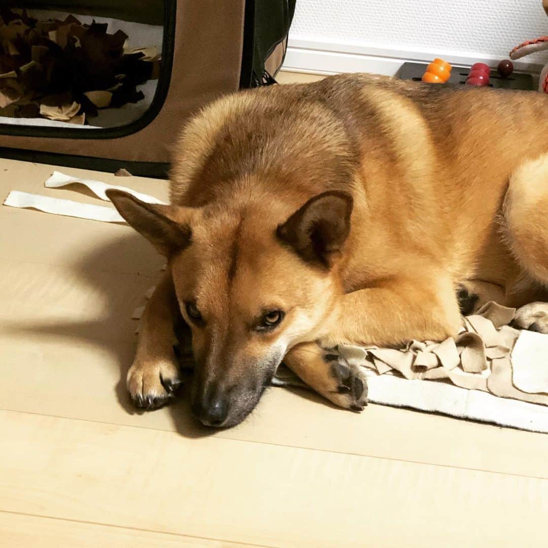 佐々木海のインスタグラム：「おやつあげへんかったから睨まれる😂 催促からの〜別の場所で睨み😂  こっちだってあげたいのに心を鬼にしてんだよー😅 #犬 #イヌ #イヌスタグラム #いぬすたぐらむ #犬バカ部 #いぬばか部 #ふわもこ部 #いぬら部 #犬のいる暮らし #保護犬 #元野犬 #雑種 #雑種犬 #ビビり犬 #里親 #保護犬を家族に #保護犬を飼おう #殺処分ゼロ #dog #dogs #dogstagram #doglove #doglover #doglovers #doglife #dogslife #rescuedog #rescueddog」