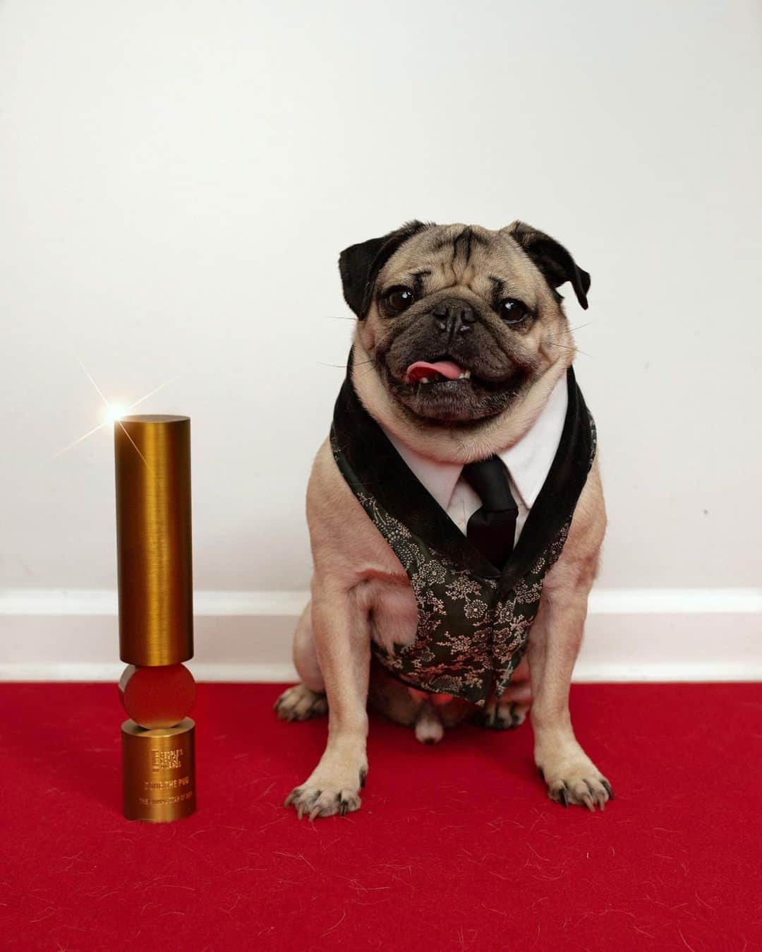 itsdougthepugさんのインスタグラム写真 - (itsdougthepugInstagram)「“When u find out u won a People’s Choice Award AGAIN!!!” -Doug • Oh my pug!!!! I have the best fans in the World. THANK U for voting for me to win for the second year in a row! This little pug has had big dreams since the beginning and thanks to u guys they are all coming true. I am one grateful pug, and work so hard to put smiles on all of ur faces! I promise to never stop doing that. Now let’s celebrate!!! 🏆🏆」11月16日 10時30分 - itsdougthepug