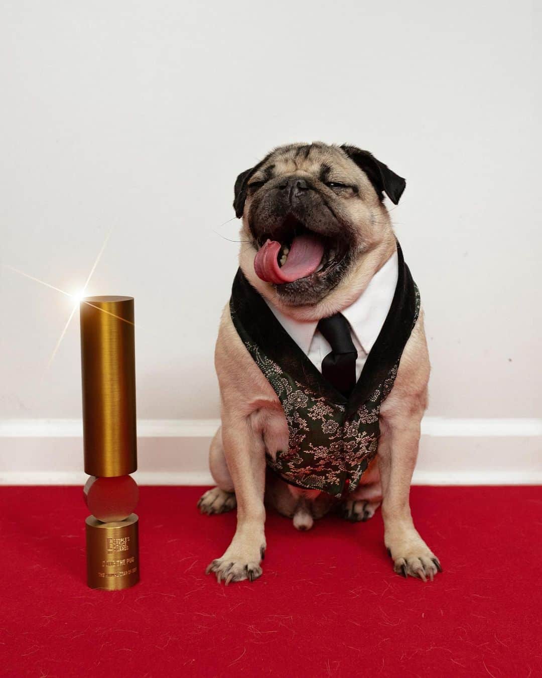 itsdougthepugさんのインスタグラム写真 - (itsdougthepugInstagram)「“When u find out u won a People’s Choice Award AGAIN!!!” -Doug • Oh my pug!!!! I have the best fans in the World. THANK U for voting for me to win for the second year in a row! This little pug has had big dreams since the beginning and thanks to u guys they are all coming true. I am one grateful pug, and work so hard to put smiles on all of ur faces! I promise to never stop doing that. Now let’s celebrate!!! 🏆🏆」11月16日 10時30分 - itsdougthepug