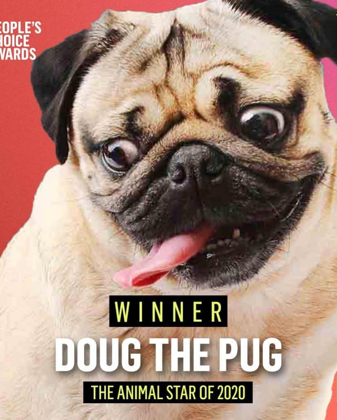 itsdougthepugさんのインスタグラム写真 - (itsdougthepugInstagram)「“When u find out u won a People’s Choice Award AGAIN!!!” -Doug • Oh my pug!!!! I have the best fans in the World. THANK U for voting for me to win for the second year in a row! This little pug has had big dreams since the beginning and thanks to u guys they are all coming true. I am one grateful pug, and work so hard to put smiles on all of ur faces! I promise to never stop doing that. Now let’s celebrate!!! 🏆🏆」11月16日 10時30分 - itsdougthepug