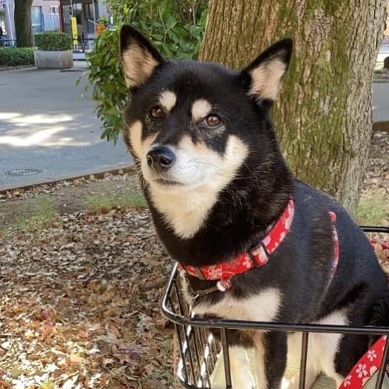 vo_coのインスタグラム：「🐾 おはようございます 目で語る系の柴犬です * #shibastagram #instashiba #shiba #shibainu #黒柴 #柴犬」