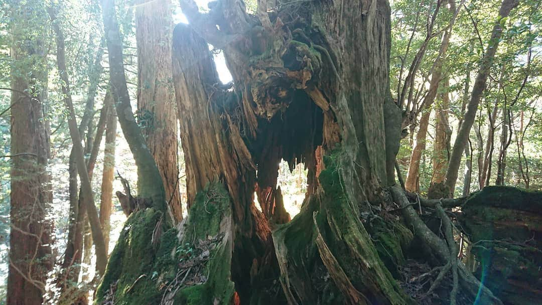 桜花さんのインスタグラム写真 - (桜花Instagram)「おはようございマウンテン🗻🌷  本日もナイスな１日にいたしましょ✨屋久島ロス中です🍀 ウィルソン株の少し先にもハートが見える木がありました✨❤️  #屋久島  #ウィルソン株  #ハート  #自然  #屋久島トレッキング #yakushima」11月16日 11時40分 - mountainohka