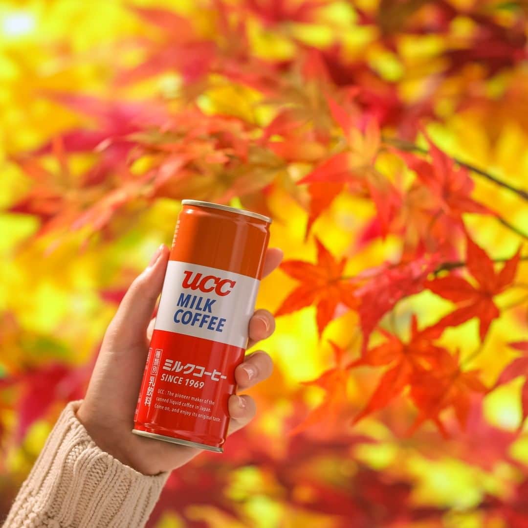 UCC上島珈琲さんのインスタグラム写真 - (UCC上島珈琲Instagram)「. ＼今日は何の日👀❓／  突然ですが皆さん、今日は何の日かご存知でしょうか❓ 本日11月16日は、その語呂に合わせて「いい色の日」だそうです🎵  UCCミルクコーヒーといえば、発売当時から変わらないこの３色😊 紅葉の季節にぴったりな「いい色」だと思いませんか🍁？ 実はこの3色はコーヒーに関係する色で、茶色は「焙煎されたコーヒー豆」、白は「コーヒーの花」、赤は「熟したコーヒーの実」を表しているんです😁🧡  皆さんも綺麗な紅葉を眺めながらミルクコーヒーを楽しんでみてくださいね✨  #いい色の日 #ミルクコーヒー #紅葉 #秋 #豆知識 #コーヒー #アイスコーヒー #コーヒーブレイク #コーヒータイム #家淹れコーヒー #コーヒーのある暮らし #コーヒー好きな人と繋がりたい #コーヒー大好き #コーヒー豆 #コーヒー部 #coffee #coffeetime #coffeelover #coffeegram #coffeestyle #ucc #ucc上島珈琲 #uccコーヒー」11月16日 12時00分 - uccueshimacoffee