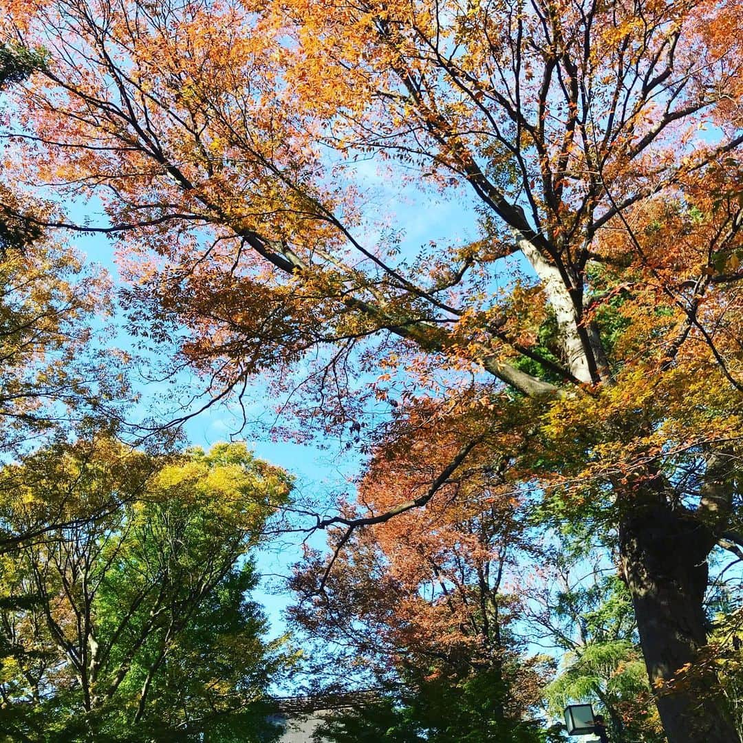 光野桃のインスタグラム：「今日の東京は暖かく、気持ちのよい秋晴れですね。 紅葉もだいぶ進んできました。 穏やかな1週間になります様に。  #紅葉 #欅の巨木」