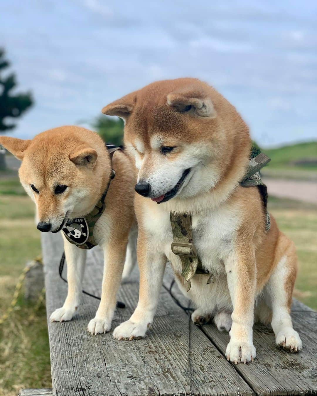 shibainu berryさんのインスタグラム写真 - (shibainu berryInstagram)「Good morning☀️ 今朝はしばらく行けてなかった河川敷へ〜🐻🦊 ④気になってたハクちゃん🦢 かなり地上の方まで進出してきてる😂😂 元気そうで安心した☺️ #❤️迷子犬の掲示板四国 @maigo_dog_shikoku #めざせ迷子犬ゼロ👌 #柴犬 #べりやん #べりむく #多頭飼い #徳島 #berry #shiba #shibainu  #shibainumania #shibastagram #instashiba #ぷにっと部 #口角キュキュッと部  #チーム俺様 →部員絶賛募集中 #shiba_snap #proudshibas #west_dog_japan #サンデイ #instagramjapan #ふわもこ部 #pecoいぬ部 #pecotv #buzzfeedanimals #dogsofinstagram #9gag  @9gag @barked」11月16日 12時18分 - shibainu.berry