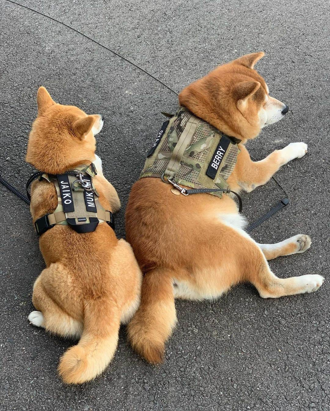 shibainu berryさんのインスタグラム写真 - (shibainu berryInstagram)「Good morning☀️ 今朝はしばらく行けてなかった河川敷へ〜🐻🦊 ④気になってたハクちゃん🦢 かなり地上の方まで進出してきてる😂😂 元気そうで安心した☺️ #❤️迷子犬の掲示板四国 @maigo_dog_shikoku #めざせ迷子犬ゼロ👌 #柴犬 #べりやん #べりむく #多頭飼い #徳島 #berry #shiba #shibainu  #shibainumania #shibastagram #instashiba #ぷにっと部 #口角キュキュッと部  #チーム俺様 →部員絶賛募集中 #shiba_snap #proudshibas #west_dog_japan #サンデイ #instagramjapan #ふわもこ部 #pecoいぬ部 #pecotv #buzzfeedanimals #dogsofinstagram #9gag  @9gag @barked」11月16日 12時18分 - shibainu.berry