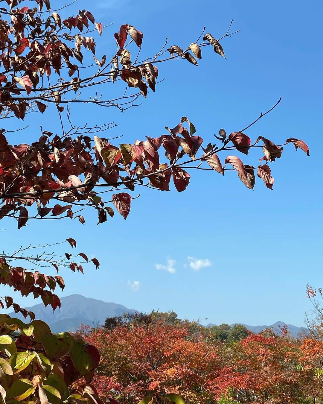 せたこさんのインスタグラム写真 - (せたこInstagram)「今こんな景色みてるの 待ち時間に外の空気吸いにきて  あれ、想像の世界に飛び込んじゃった と思ったら現実だった😳🌷  ばったり会えて嬉しいな🤩 偶然って必然だね  この景色みたいな気持ちになっちゃった ぽかぽか〜」11月16日 12時21分 - setako