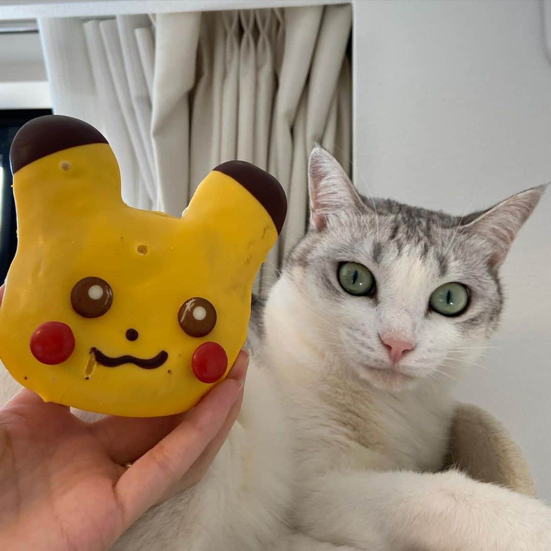 つるちゃんさんのインスタグラム写真 つるちゃんinstagram ミスドのピカチュウドーナツ つるちゃんのお顔よりも大きい 猫 ねこ にゃんこ 美猫 ねこ部 ふわもこ部 ねこすたぐらむ ペコねこ部 猫好きさんと繋がりたい にゃんすたぐらむ Cat Neko