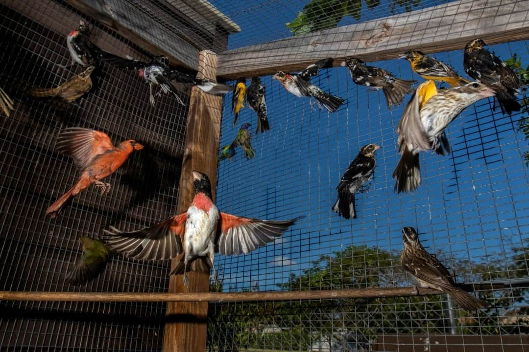 ナショナルジオグラフィックさんのインスタグラム写真 - (ナショナルジオグラフィックInstagram)「Photo by Karine Aigner @kaigner / Miami, Florida: The songbird trade is something Americans may think of as being overseas, but the truth is it exists in the backyards of the U.S. The U.S. Fish and Wildlife Service reports that 40 protected bird species in Florida are routinely trapped—mostly songbirds but also owls and hawks. According to Rene Taboas—an undercover officer who heads the Florida Fish and Wildlife Conservation Commission’s songbird investigations whom we had permission to name—almost all songbird trapping in the state occurs in national parks and on state land and private property around Miami. Law enforcement officials who track the trade say it’s done largely by people either born in Cuba, where keeping songbirds is part of the culture, or of Cuban descent.   The birds pictured here are in a holding cage before they are released back into the wild. Caged birds can lose their flight muscle. If long-term caged birds were released directly from captivity into the wild, most would die; some will even need to learn to feed themselves again.  Shot on assignment for @natgeo. Thanks to the @myfwc and @usfws team for doing the work they do.  For more stories about the intersections between humans and animals, follow @kaigner. #songbirdtrade #birds #wildlifetrade #conservation  Check out Nat Geo's link in bio for more on this story.」11月16日 12時35分 - natgeo