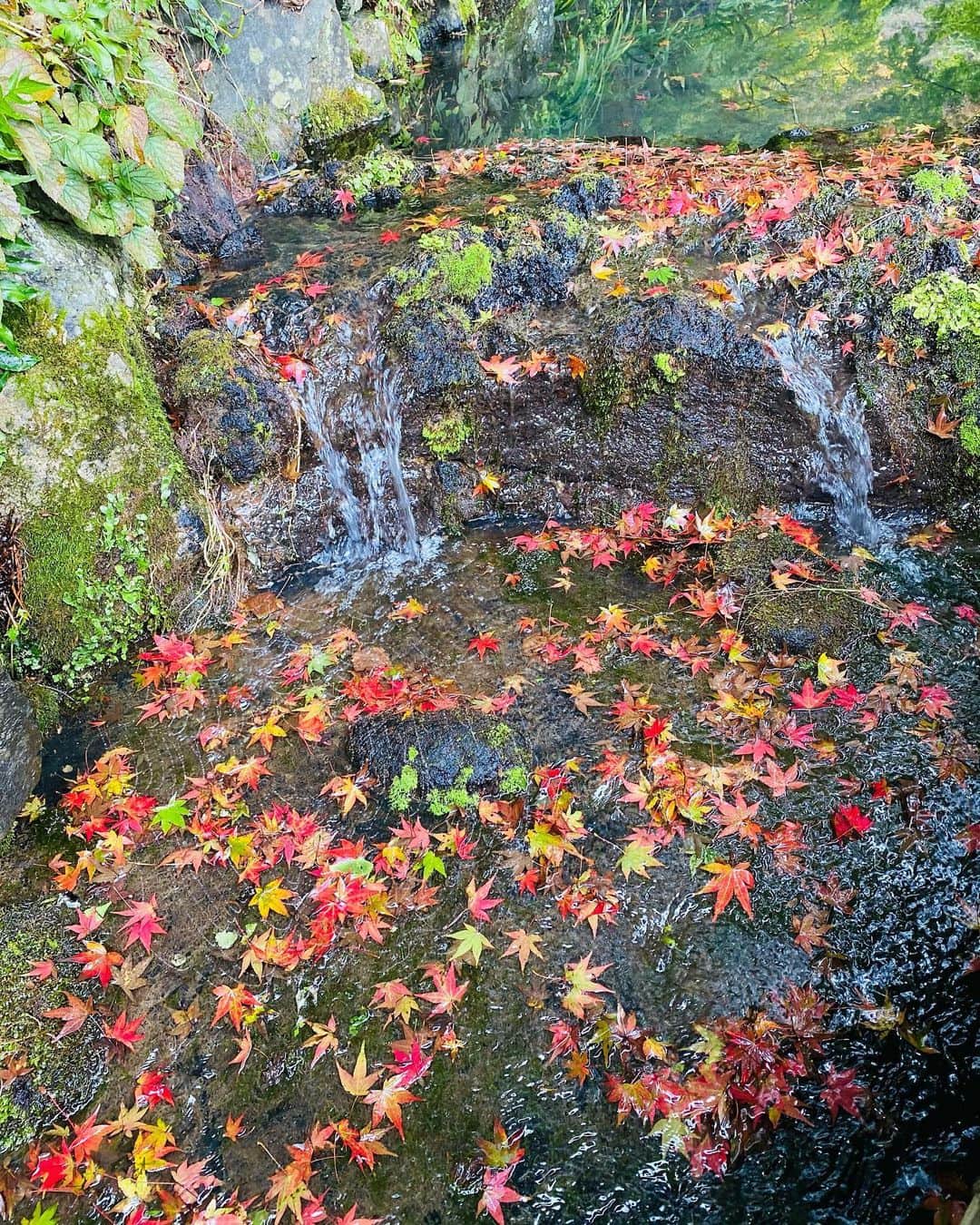 のインスタグラム：「紅葉筏  川沿いの桜の木の花びらが散って 川に花びらが浮いて流れている様子を #花筏（はないかだ）と呼ぶのは知っていましたが   #紅葉 の葉が同じように散って 水面に浮かぶと #紅葉筏（もみじいかだ）と 呼ぶのかなと調べたら そう呼ぶんですね😊⭐️‼️  恥ずかしながら僕は知りませんでした😅  また笹尾茂葉さんという方の 『紅葉筏』という句集もありました📙  ひとつのことが気になって調べていくと 目的だけでなく他のことまで知ることができて 勉強になり知識も増えますね😅  とっても嬉しくなりました⭐️‼️  ありがたや😊  それにしても紅葉筏もホント素敵です🍁  #吉本新喜劇  #西川忠志  #感謝」