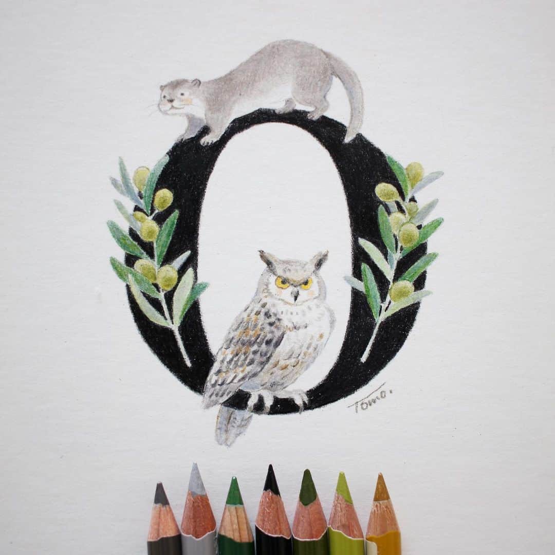 Tomoko Shintaniのインスタグラム：「Letters “O” 🦉🫒 . ほー ほー . #letters #owl #olive #otter #holbeinartistscoloredpencil #karismacolorpencils .」