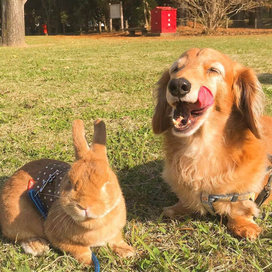 Chieko Shibutaさんのインスタグラム写真 - (Chieko ShibutaInstagram)「たろー🐶&うじゃこ🐰 地方☀️ ポカポカ😊 あさんぽ🍂 テンション⤴️⤴️🐶🐰 気持ちいいね👍😊 💕✨🐶🍀🐰✨💕 #わんこの散歩 #dachshund #dachshunds #dachshundlove #dog #dogs #doglove #instadog #instagram #instagood #pet #pets #petsagram #cute #cutepe #cutepet #cutedog #cuteanimals #likes #smile #rabbit #ラビット #ミニュチュア #ミニュチュアダックス  #ミニュチュアダックスフント #うさぎ部 #うさぎ #ダックス #ダックスフンドロングヘアー#犬とうさぎ」11月16日 12時39分 - chieko.81