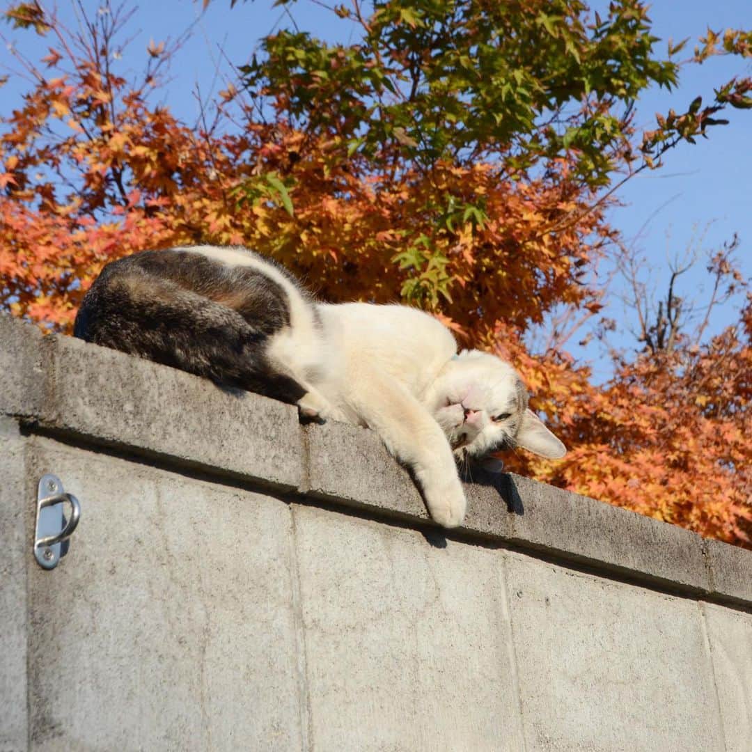 やふさんのインスタグラム写真 - (やふInstagram)「いい眺めだなぁ…→クネっ . #cat #neko #catlovers #catsofinstagram #catstagram #instacat #猫 #ねこ #ネコ #保護猫 #京太」11月16日 12時46分 - kyafy