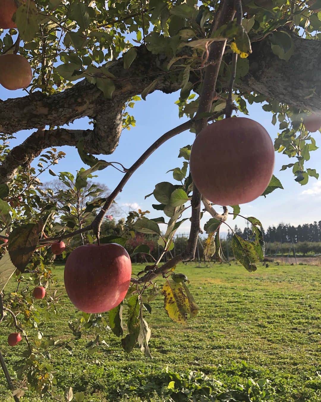 りんご娘さんのインスタグラム写真 - (りんご娘Instagram)「🍎 りんご農家さんの忙しい時期。 たくさんの方に美味しいりんごを 届けるために、朝早くから一日中 外にいて作業していることも感謝ですね😌  私たちもふじの収穫をしました🍎 また皆さんに食べてほしいです😌  王林のりんごもまもなくで 梱包終了すると思うのでお楽しみに！  #青森県 #りんご #りんご農家 #弘前産りんご #ふじ」11月16日 12時49分 - _ringo.musume.com_