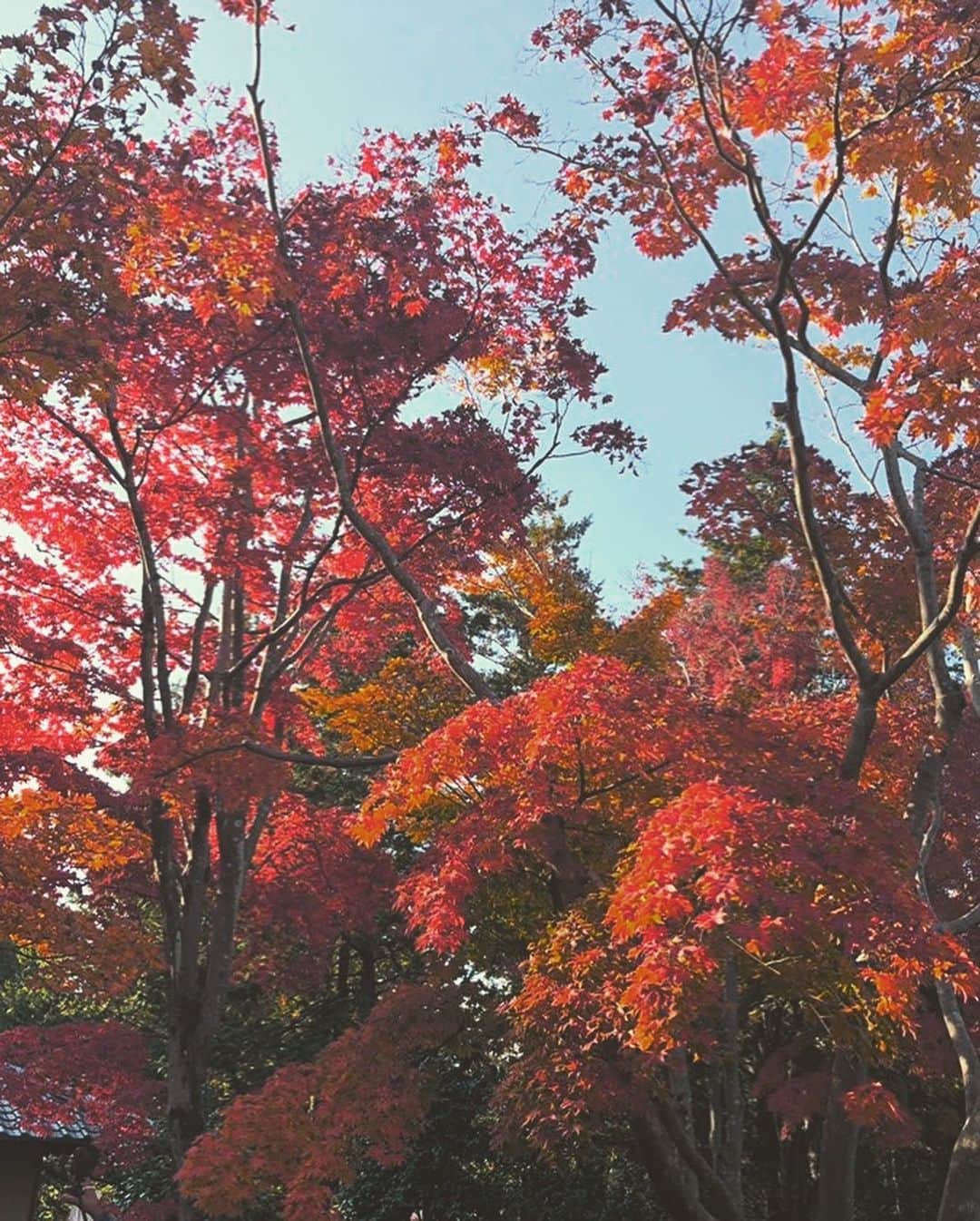 安井順平さんのインスタグラム写真 - (安井順平Instagram)「秋を感じる。 今日は時間がぽっかり空いたので思い立って国営昭和記念公園に行ってみた。良い天気だったし、紅葉に癒された。 ハチに刺されそうになってビビったりもしたけど、自然に触れるって大事よね。 マスク外して深呼吸。赤や黄色や空を見る。」11月16日 23時58分 - junpeiyasui_official