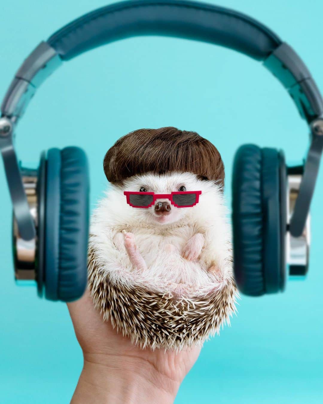 ダーシーのインスタグラム：「Oliver Hedgie🎧💜💙✨  #photoshopped @olivertree」
