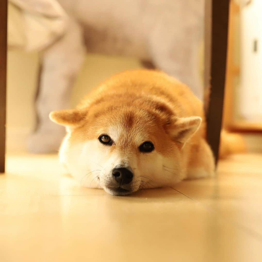 だいふくのインスタグラム：「ポカポカ陽気に誘われてうたた寝がはかどる……っていつもだった🐶😂 basking in the sun🐶☀️ #日向ぼっこ　#ひなたぼっこ　#ウトウト」