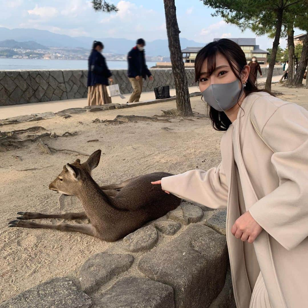 藤井香愛さんのインスタグラム写真 - (藤井香愛Instagram)「宮島に行きました。 お仕事では、初広島！ 紅葉が綺麗でした(^^)いいね。  #藤井香愛　#その気もないくせに  #宮島　#広島観光  #紅葉 #亀　#鹿　#厳島神社」11月16日 23時01分 - fujii_kawai