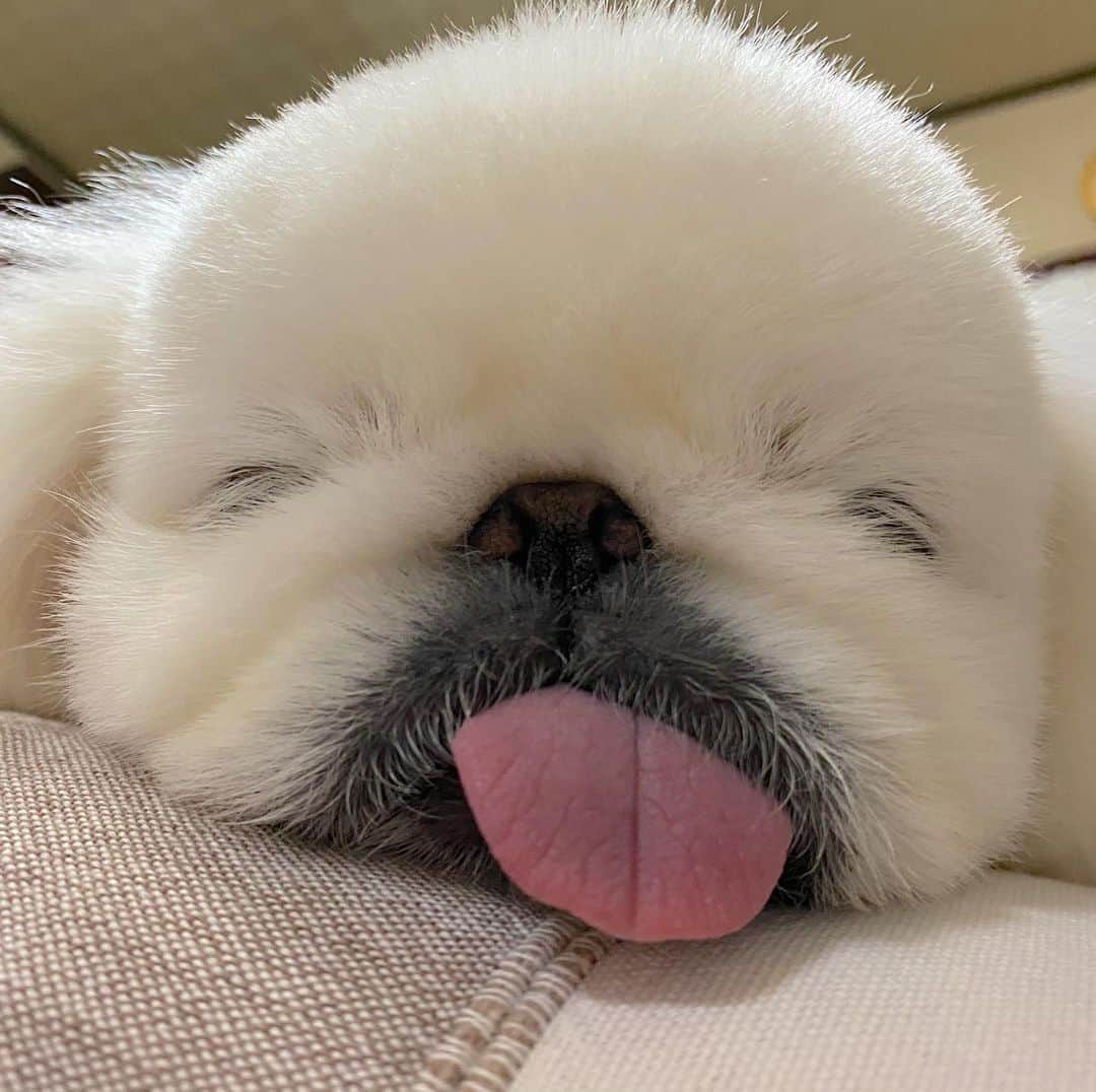 こなつのインスタグラム：「おやすみにーず(*∩´ω`∩*)💫」