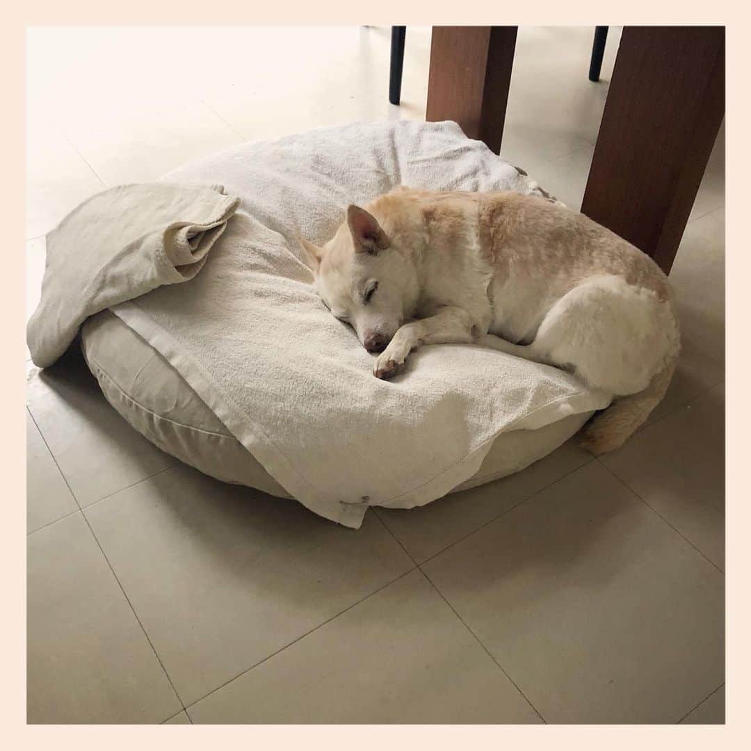 パンといっぴきのインスタグラム：「#元保護犬 #雑種犬 #crossbreed #mixdog #sleepingdog #眠る犬　#キップル14歳」