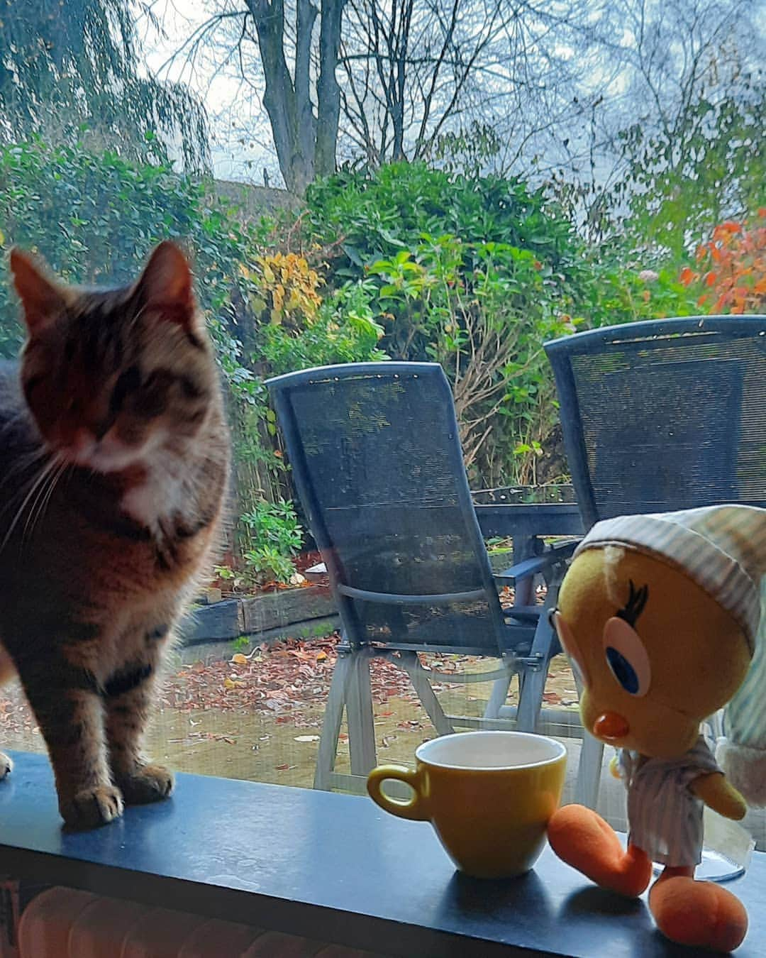 Little Yellow Birdさんのインスタグラム写真 - (Little Yellow BirdInstagram)「Everybody is in a bit of a mood here today; Me, because it's Monday. Cat, because it's raining. And Jodocus never even bothered to get out of bed... #littleyellowbird #tweety #tweetykweelapis #adventures #yellow #bird #monday #mondayssuck #mondayblues #mondaymood #cat #rainydays #greyweather #coffee #startoftheweek #stuffedanimalsofinstagram #plushiesofinstagram」11月16日 23時27分 - tweetykweelapis