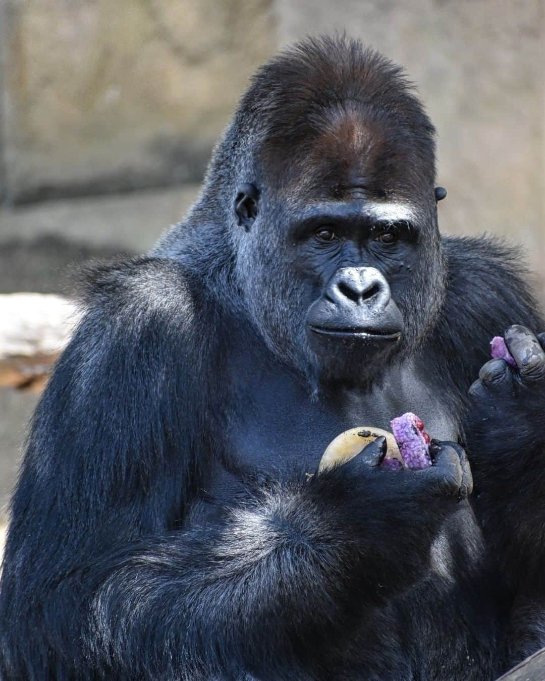 タロンガ動物園さんのインスタグラム写真 - (タロンガ動物園Instagram)「Anyone up for an afternoon snack? 😂  Another incredible shot by @_bocazphotography   #forthewild」11月16日 15時00分 - tarongazoo