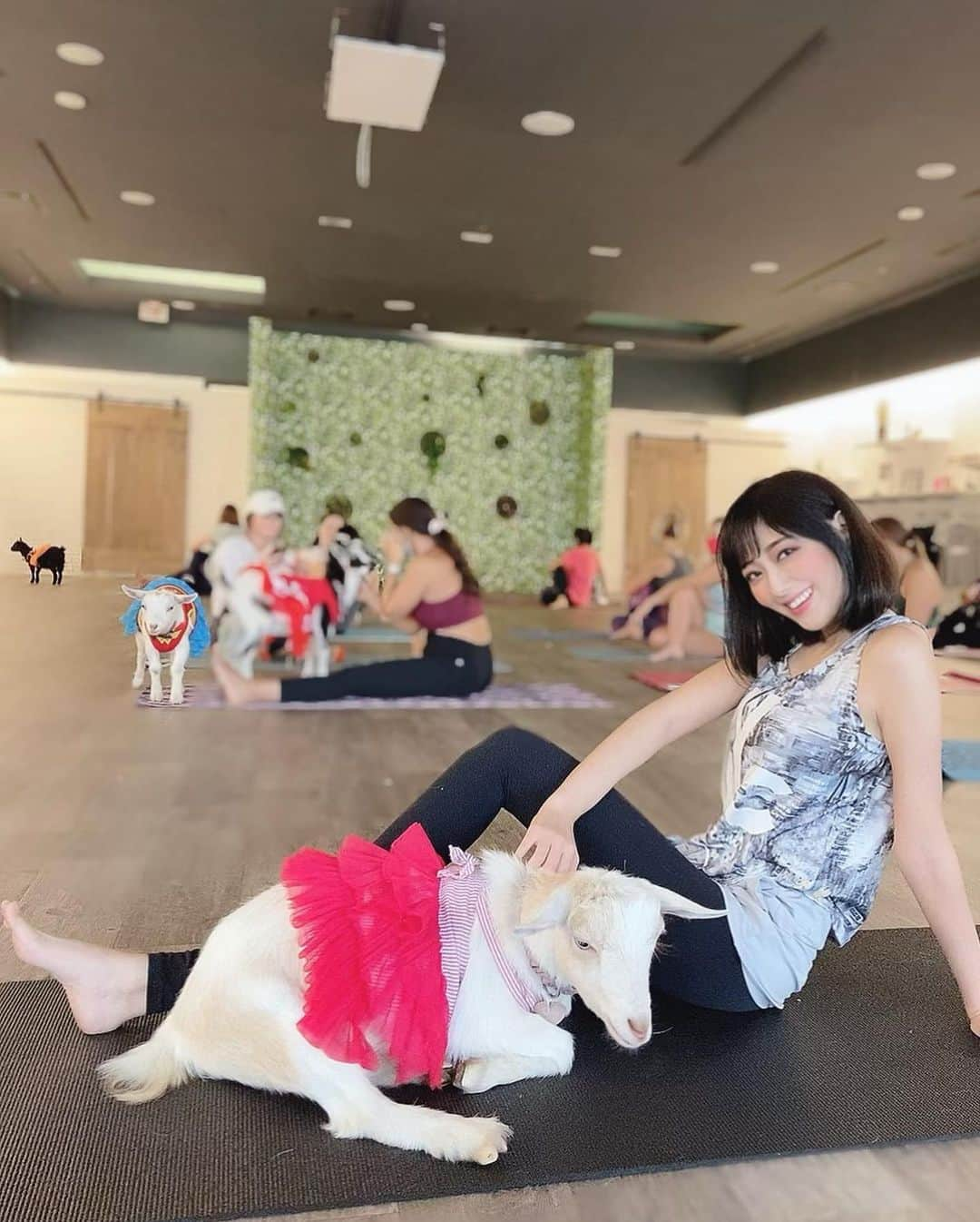 いけながあいみさんのインスタグラム写真 - (いけながあいみInstagram)「ヤギさん達可愛かったな🐐❤️  もっと好きになった😍💕  * *  Now I like goats so much🐐❤️  #goat #goatyoga #ヤギヨガ #ヨガ」11月16日 15時16分 - aimicat424