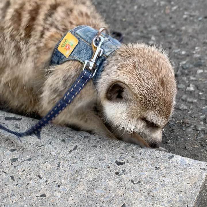 【公式】福岡ECO動物海洋専門学校のインスタグラム：「ミーアキャットの福くん アスファルトの隙間を 全力で掘り掘り🐾  福くんの穴掘りチャレンジは 小動物飼育クラブの学生に見守られながら しばらく続いていました🔥  #福岡eco  #福岡eco動物海洋専門学校  #ミーアキャット #穴掘り #頑張れ #応援してるよ  #癒し動画 #全力で遊ぶ」