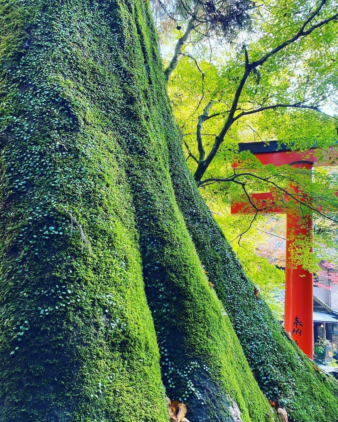 尾木直樹さんのインスタグラム写真 - (尾木直樹Instagram)「京都の鞍馬山参道にて。緑と赤のコントラストが美しいのです♪♪ - #京都#鞍馬山#赤と緑のコントラスト#見事な景色#尾木ママ#大好き💕#鳥居⛩#苔蒸した」11月16日 16時21分 - oginaoki_ogimama