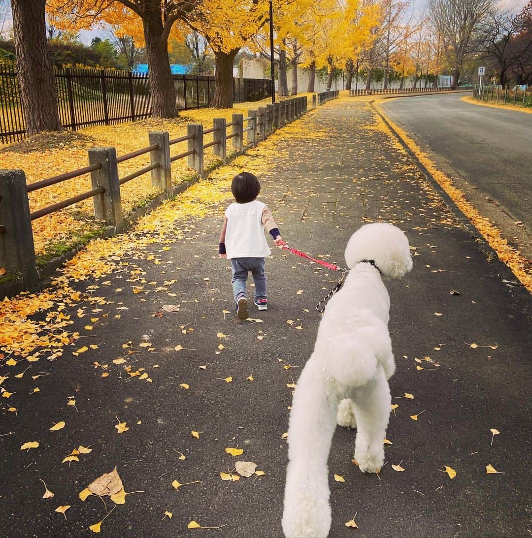 たまねぎさんのインスタグラム写真 - (たまねぎInstagram)「. . お散歩。 綺麗だねー。 . . #standardpoodle #dog #lovedogs #スタンダードプードル #大型犬と子供 #poodle #dogstagram #いぬのいる生活 #子どもと犬  #kidsanddog #ママリ #キズナ #コドモノ #いこーよ #いぬのきもち #犬と暮らす #いぬなしでは生きていけません #多頭飼いの幸せ #孫と犬 #散歩 #銀杏並木 #2歳児 #12歳犬」11月16日 16時25分 - tamanegi.qoo.riku