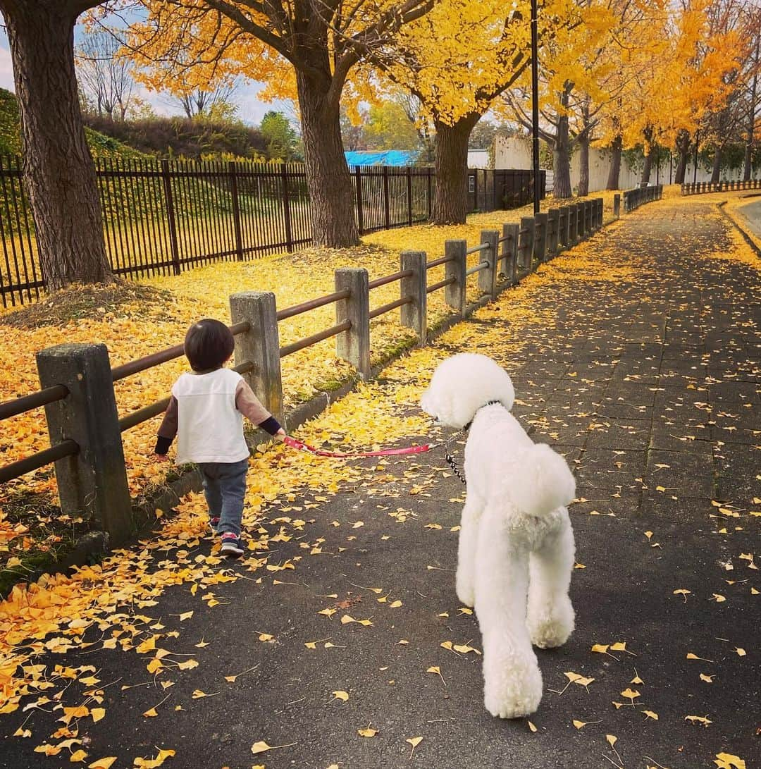 たまねぎさんのインスタグラム写真 - (たまねぎInstagram)「. . お散歩。 綺麗だねー。 . . #standardpoodle #dog #lovedogs #スタンダードプードル #大型犬と子供 #poodle #dogstagram #いぬのいる生活 #子どもと犬  #kidsanddog #ママリ #キズナ #コドモノ #いこーよ #いぬのきもち #犬と暮らす #いぬなしでは生きていけません #多頭飼いの幸せ #孫と犬 #散歩 #銀杏並木 #2歳児 #12歳犬」11月16日 16時25分 - tamanegi.qoo.riku