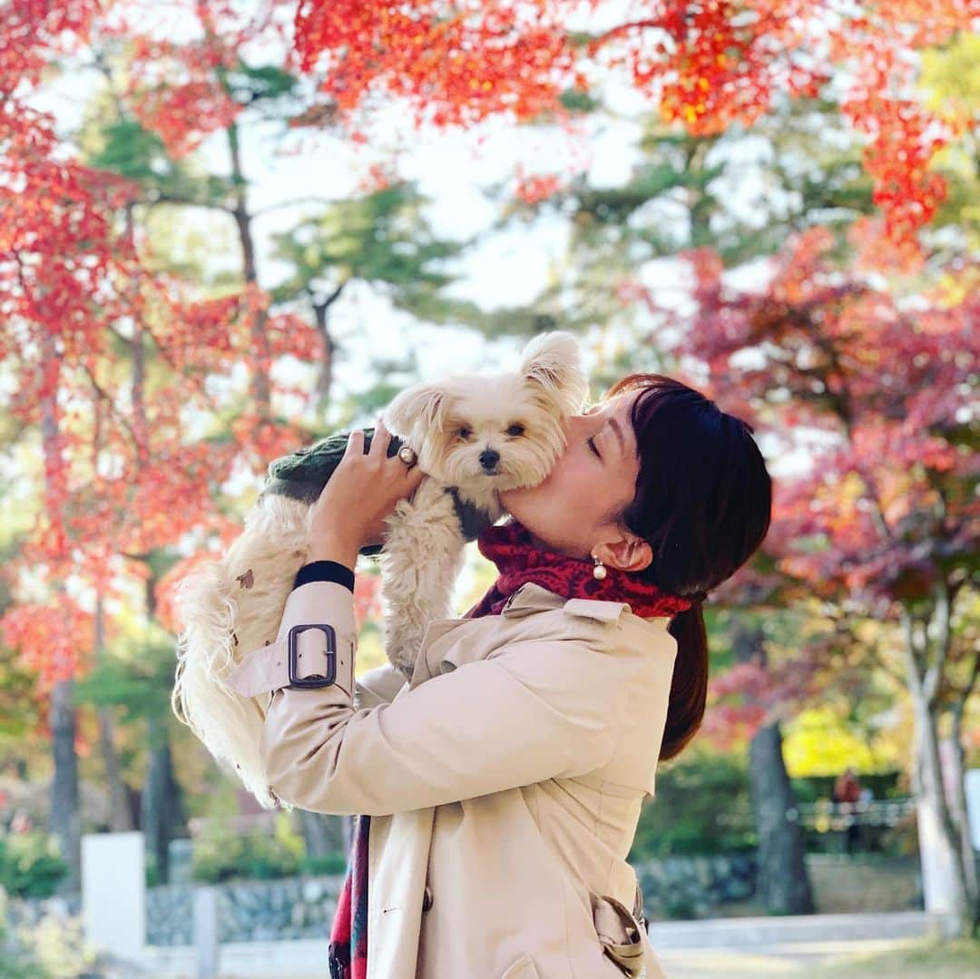 チャン・リーメイさんのインスタグラム写真 - (チャン・リーメイInstagram)「恒例の… ✴︎ 高い高〜い🍁 ✴︎ からの ✴︎ KISS💋KISS💋KISS💋 ✴︎ いつもお付き合いありがとうございます😅 ✴︎ #紅葉キッス #秩父 #長瀞散歩 #ポメラニアンミックス #高い高い #愛犬とお出かけ #秋散歩🐾 #dogslover #保護犬を家族に #月の石もみじ公園🍁」11月16日 16時43分 - limeichiang