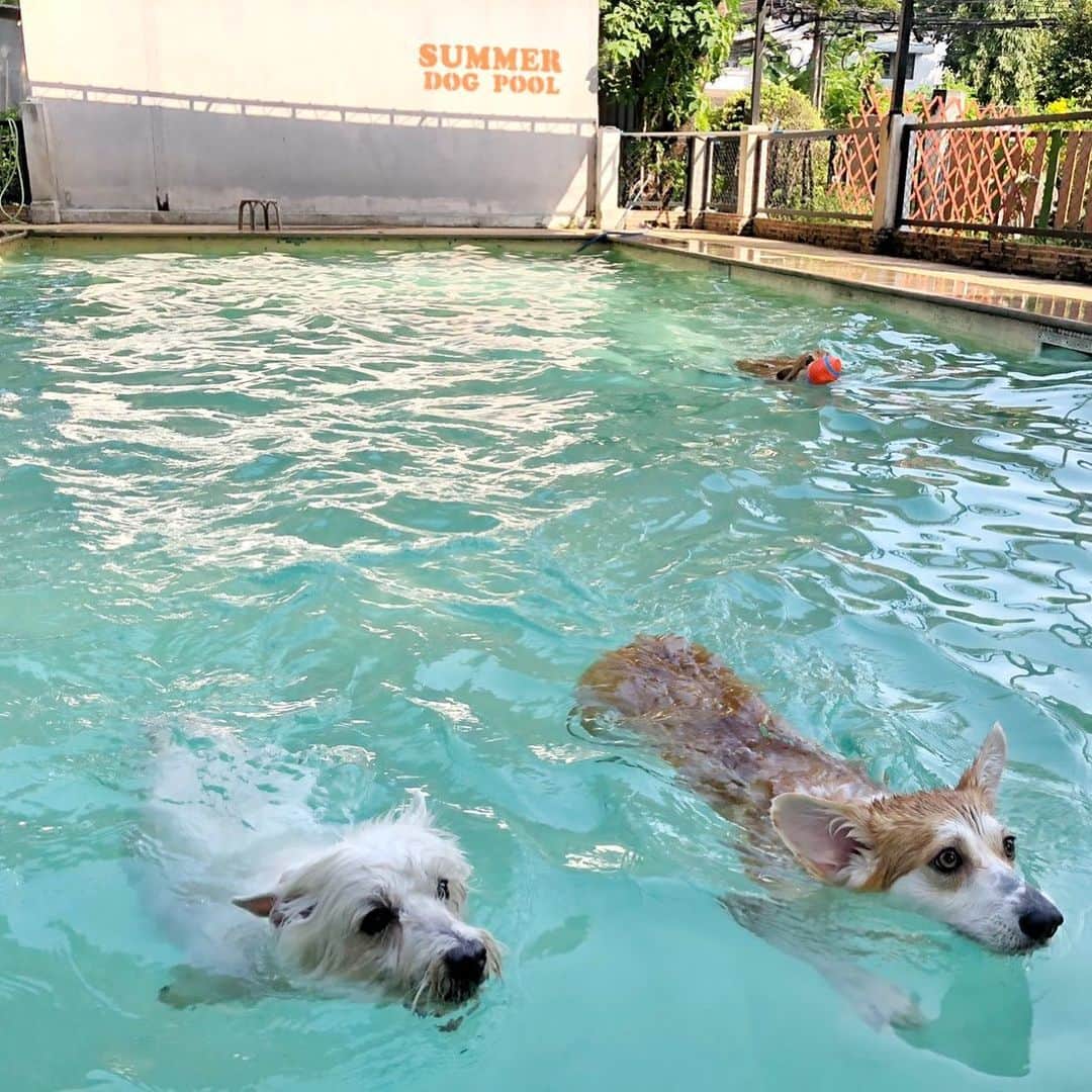 Hoykong&Plamuekのインスタグラム：「Swimming buddy」